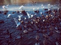 Chaos at the Duck Pond Feeding Frenzy Royalty Free Stock Photo